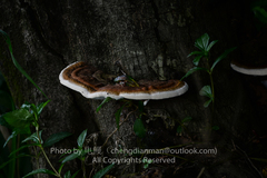 Ganoderma boninense