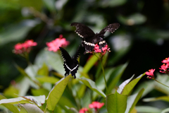 Papilio polytes