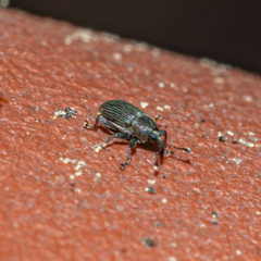 Tychius picirostris