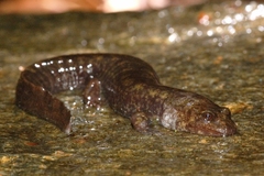 Desmognathus marmoratus