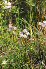 Ostericum tenuifolium