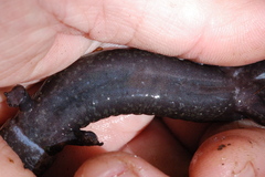 Desmognathus marmoratus