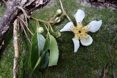 Schima superba superba