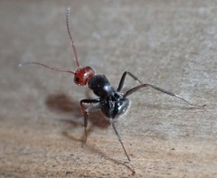 Camponotus lindigi
