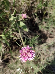 Gomphrena pulchella