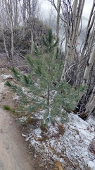 Pinus stylesii