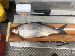 Coregonus clupeaformis