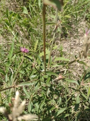 Gomphrena pulchella