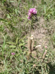 Gomphrena pulchella
