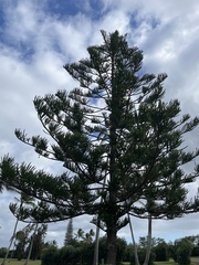 Araucaria heterophylla