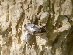 Cypherotylus elevatus