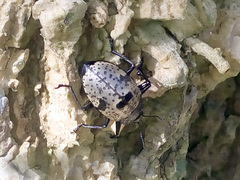 Cypherotylus elevatus