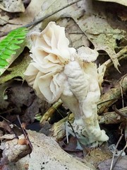 Hypomyces porphyreus
