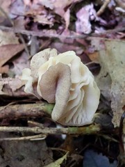 Hypomyces porphyreus
