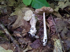 Hypomyces porphyreus