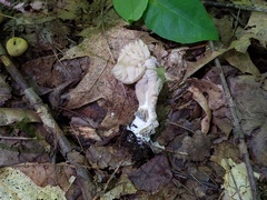 Hypomyces porphyreus
