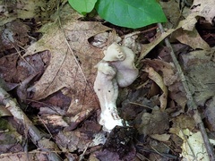 Hypomyces porphyreus