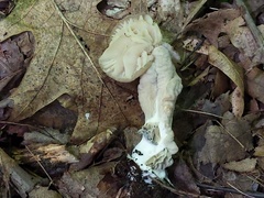 Hypomyces porphyreus