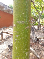 Pachira endecaphylla