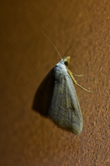 Rivula sericealis