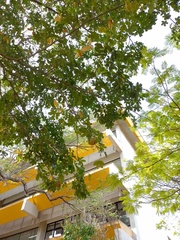 Pachira endecaphylla