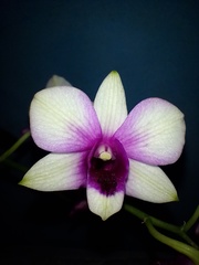 Dendrobium