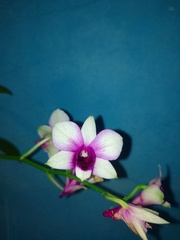 Dendrobium