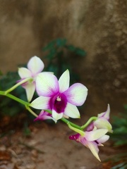 Dendrobium