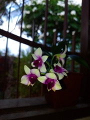 Dendrobium