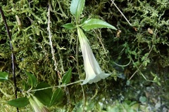 Tripterospermum luzonense