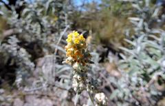 Buddleja cordobensis