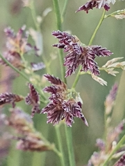 Eragrostis gummiflua