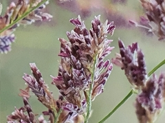Eragrostis gummiflua