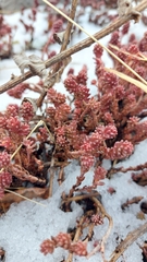 Sedum macdonaldii