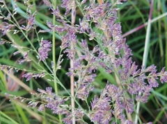 Eragrostis gummiflua