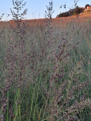 Eragrostis gummiflua