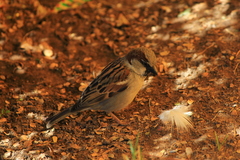 Passer domesticus