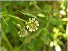 Trifolium bifidum