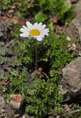 Anthemis cretica