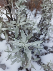 Senecio carnerensis