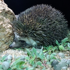 Paraechinus aethiopicus