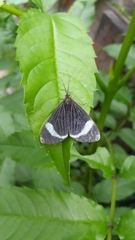 Lepidoptera