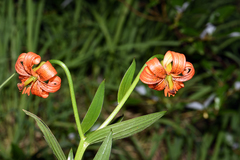Lilium carniolicum