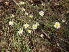Aphanostephus skirrhobasis