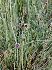 Dracoscirpoides