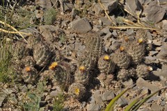 Coryphantha durangensis