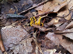 Clavulinopsis helvola