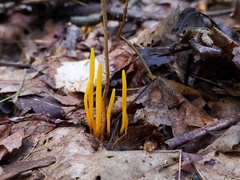 Clavulinopsis helvola