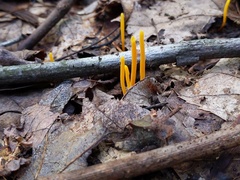 Clavulinopsis helvola