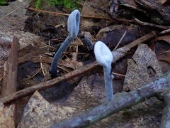 Hypomyces papulasporae
